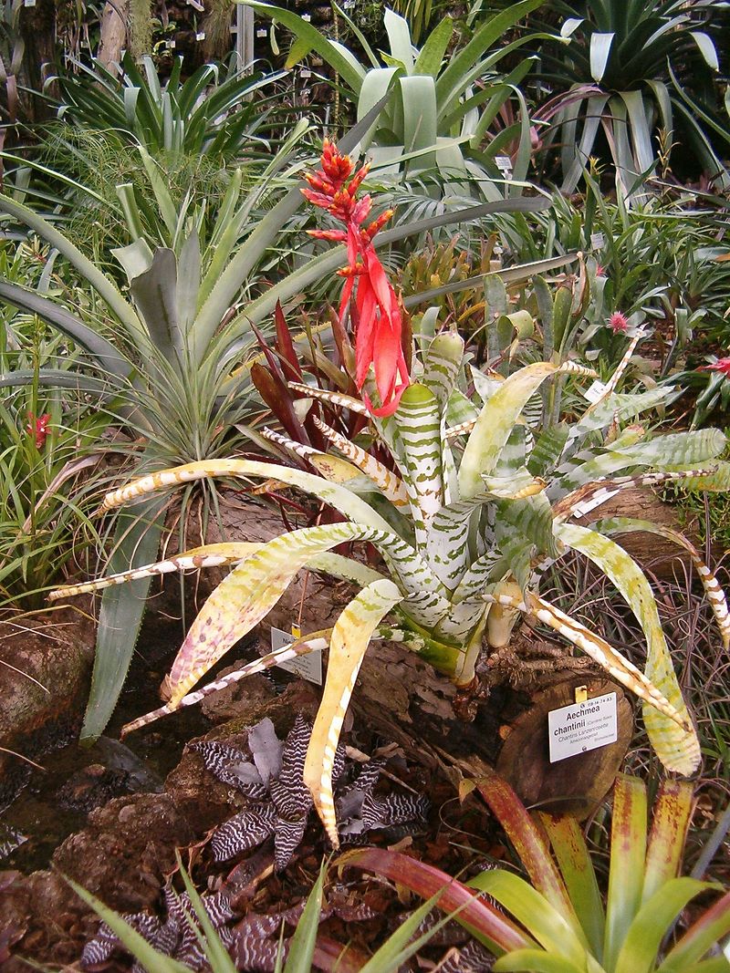 l'aechmea chantinii, plante tropicale poussant naturellement dans la jungle.
