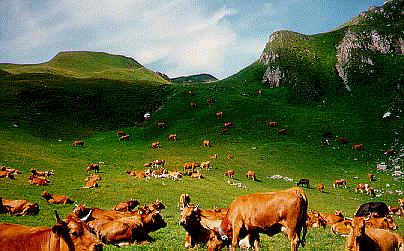 Vaches tarentaises entretenant les alpages.