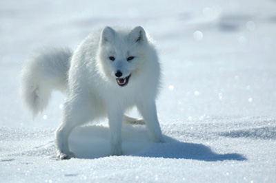 Renard Arctique
