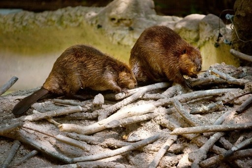Le castor du Canada est présent au nord du Grand-Sud.