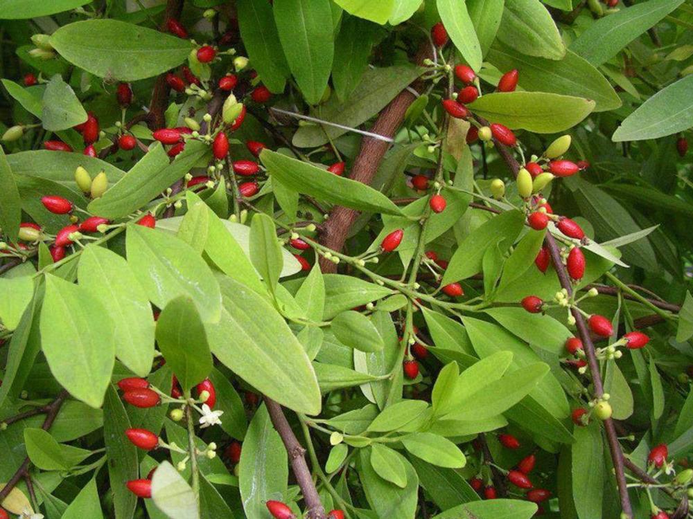 La Coca, plante importée du Pérou par les espagnols, sans cesse remis en cause.