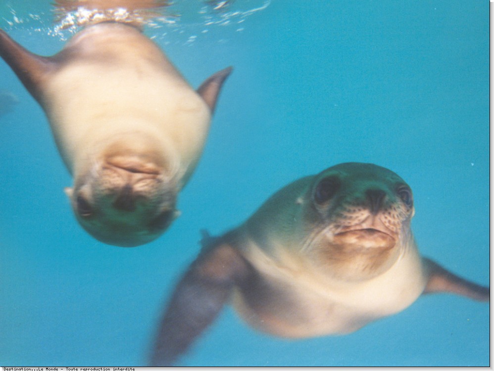 Otaries du Pacifique sur les bords de l'île Santo Martino.