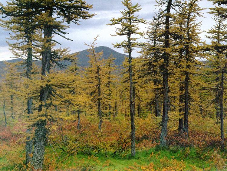 Taiga proche de Goliaski