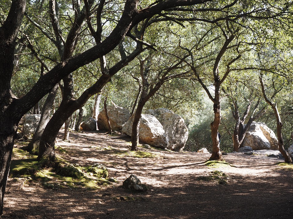 Forêt de chêne vert, l'arbre roi de la réserve.