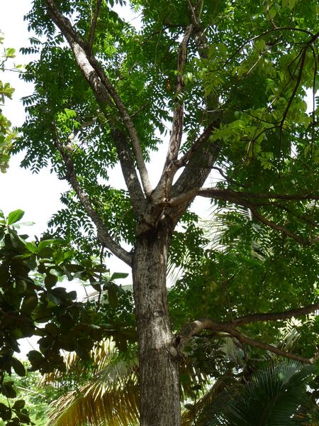 L'acajou, espèce menacée par l'exploitation à Papaya.