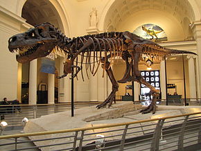 Tyranausaurus Rex, le plus connu et le plus gros carnivore que la Terre a connu datant du Crétacé, découvert en 1877 en Alaska.