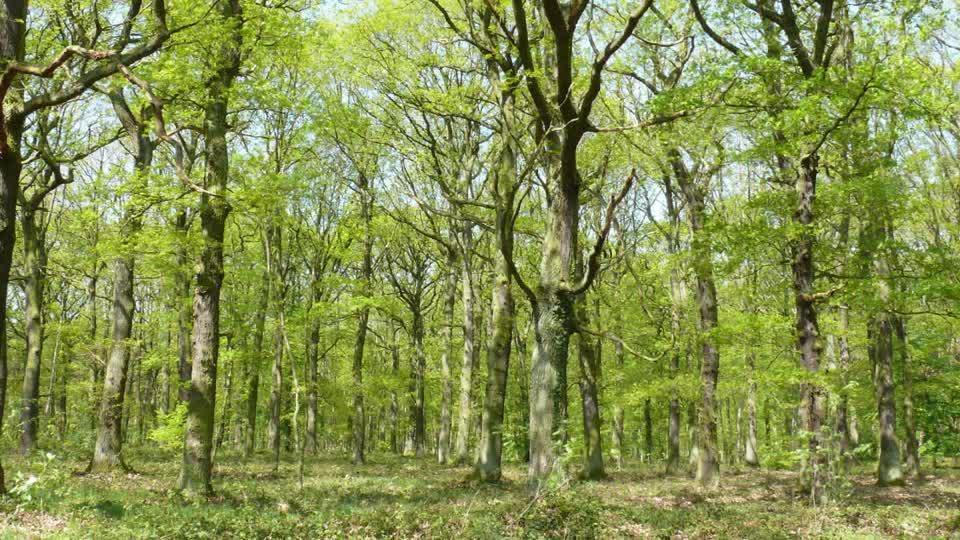 Forêt de chêne vert dans les plateaux du Nord.