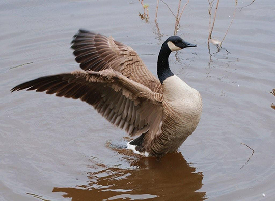 Une oie sauvage sur un plan d'eau