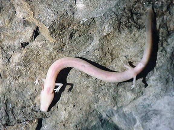 Protée, une espèce cavernicole très rare.