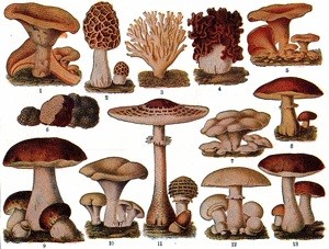 Registre des champignons comestible de la forêt Méridyle.
