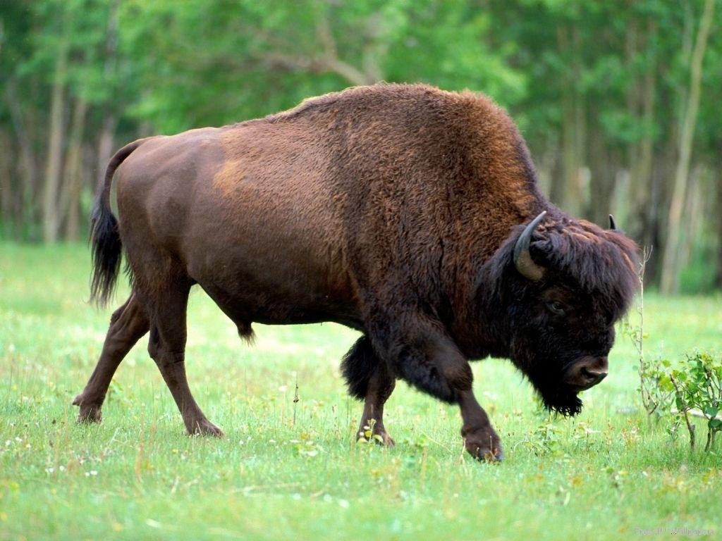 Bison de Simland..