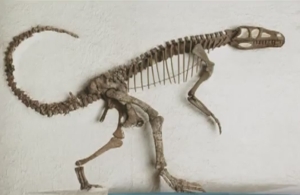 Procaryotes, premiers dinosaures du Trias, les premiers reptiles gigantesques,ici Herreriasaurus découvert en 1890 aux Grandes Plaines.