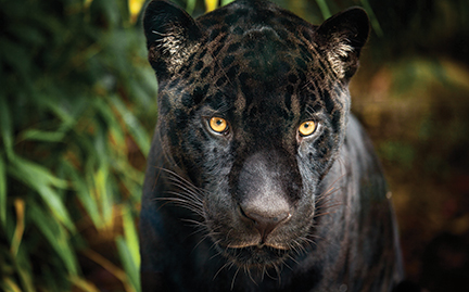 Jaguar noir présente dans l'île de San Fernando.