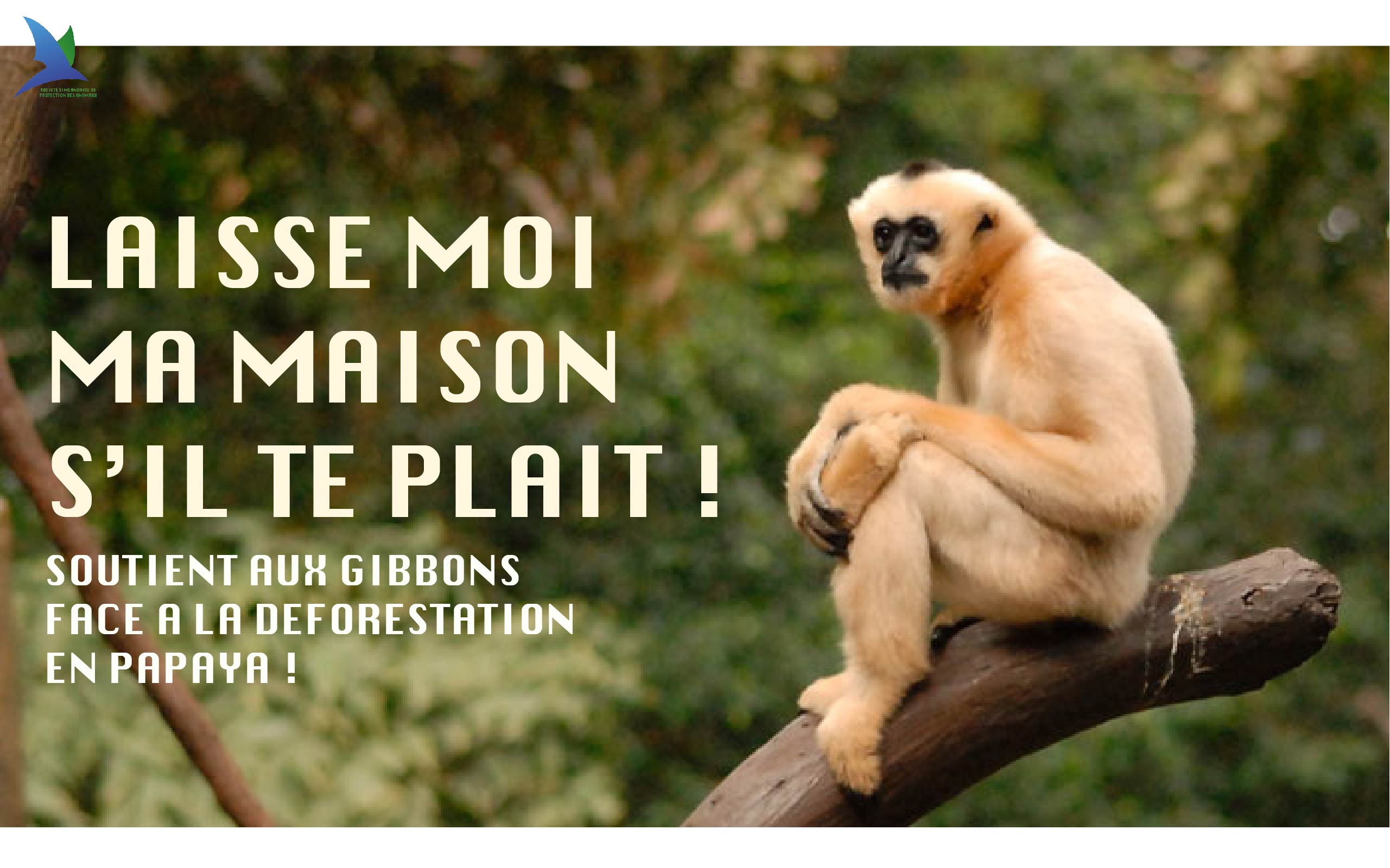 Prévention pour les Gibbons de Papaya