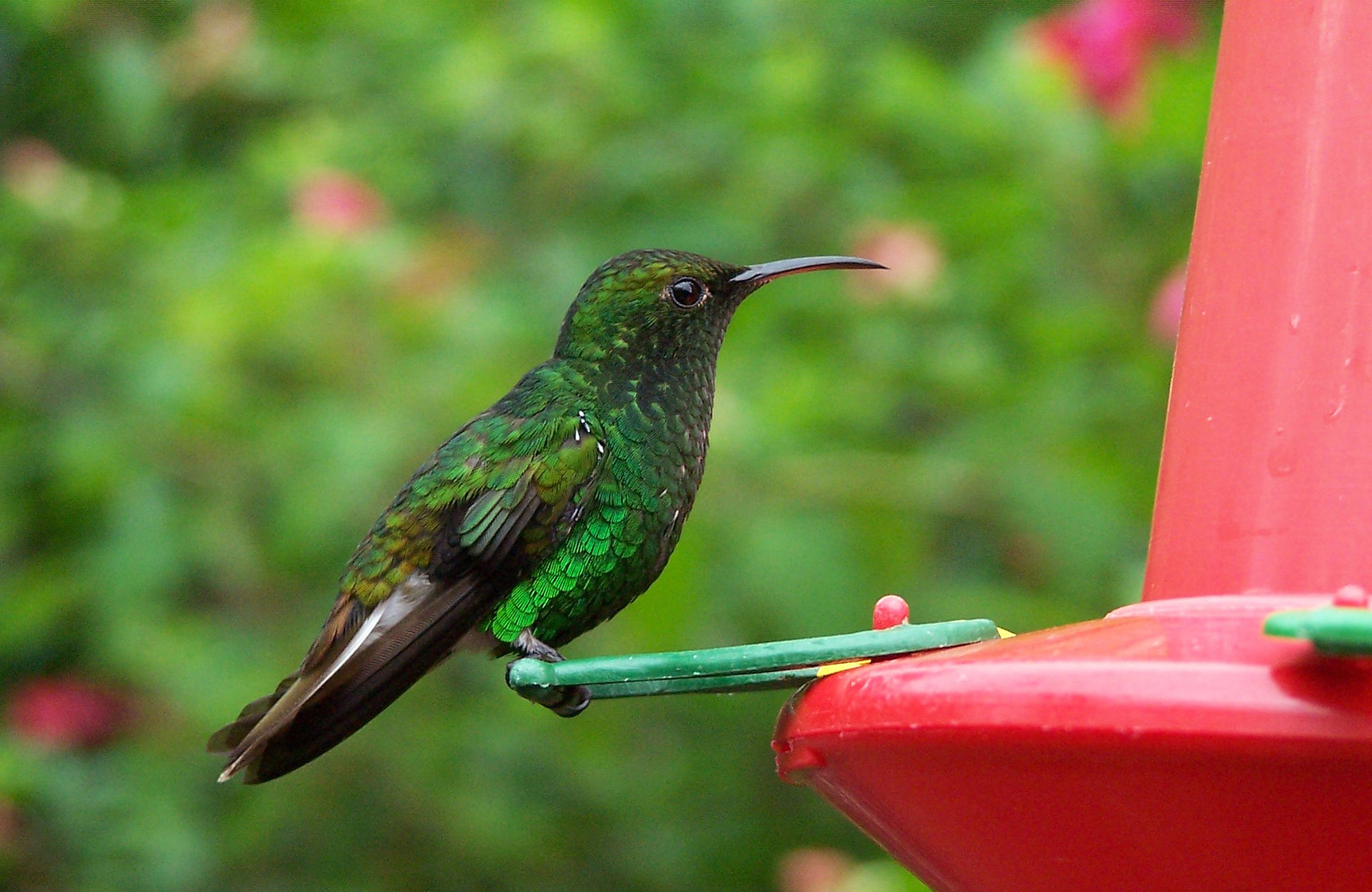 Colibri des Coconuts, espece endémique de l'archipel.