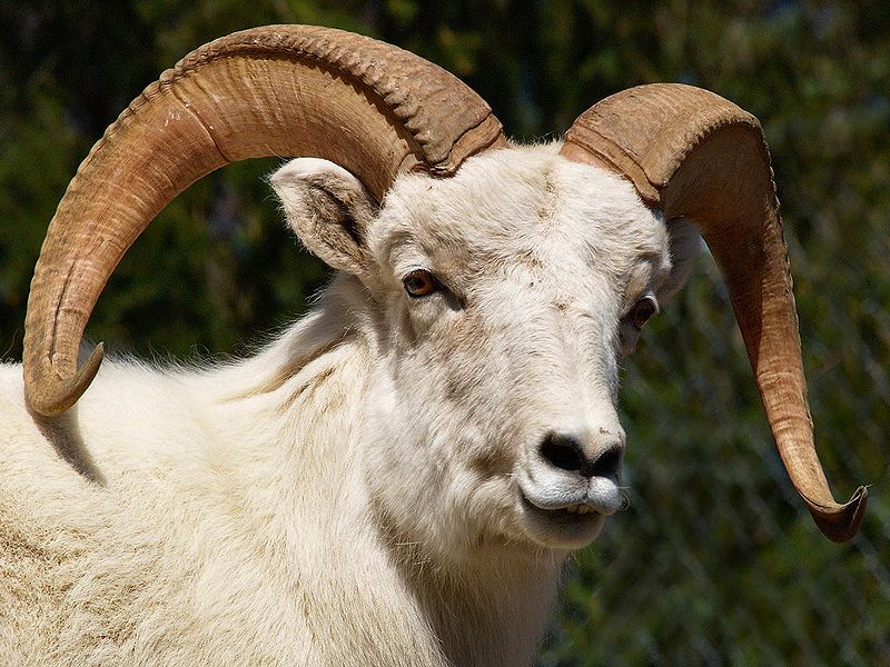 Mouflon prés de goliaski