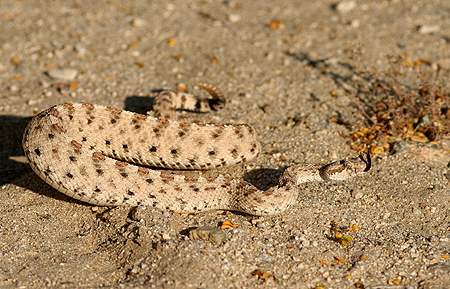Crotale Diamontin dans la LLanura Hernandez
