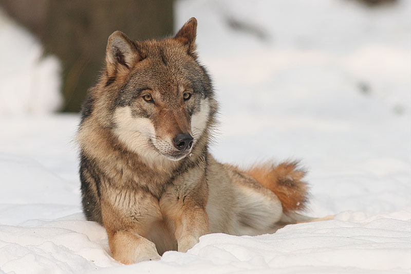Loup des forêts Goliaskienne