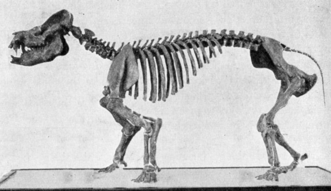 Coryphodons, premiers mammifères en cohabitation avec les dinosaures en déclin découvert en 1865 en Génésie.