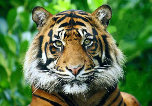 Le tigre, devenu rare, présent au nord de la jungle.