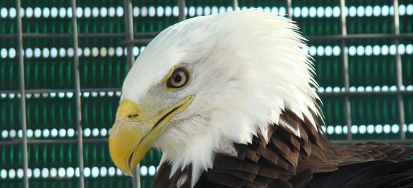 Rapace du Parc: l'aigle pêcheur à tête blanche..