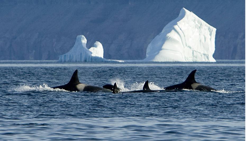 Banc d'Orque ou baleine tueuse dans l'Océan Arctique