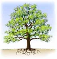 Simsécologistes