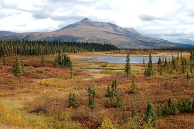 Taiga élogné de Goliaski