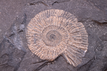 Fossile d'anamite, espéce aquatique du Pacifique aujourd'hui disparue et retrouvée dans les sols de Génésie au 19ème siècle.