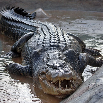 Le crocodile des Apach est présent aux Apach et aux Comores dans la jungle.