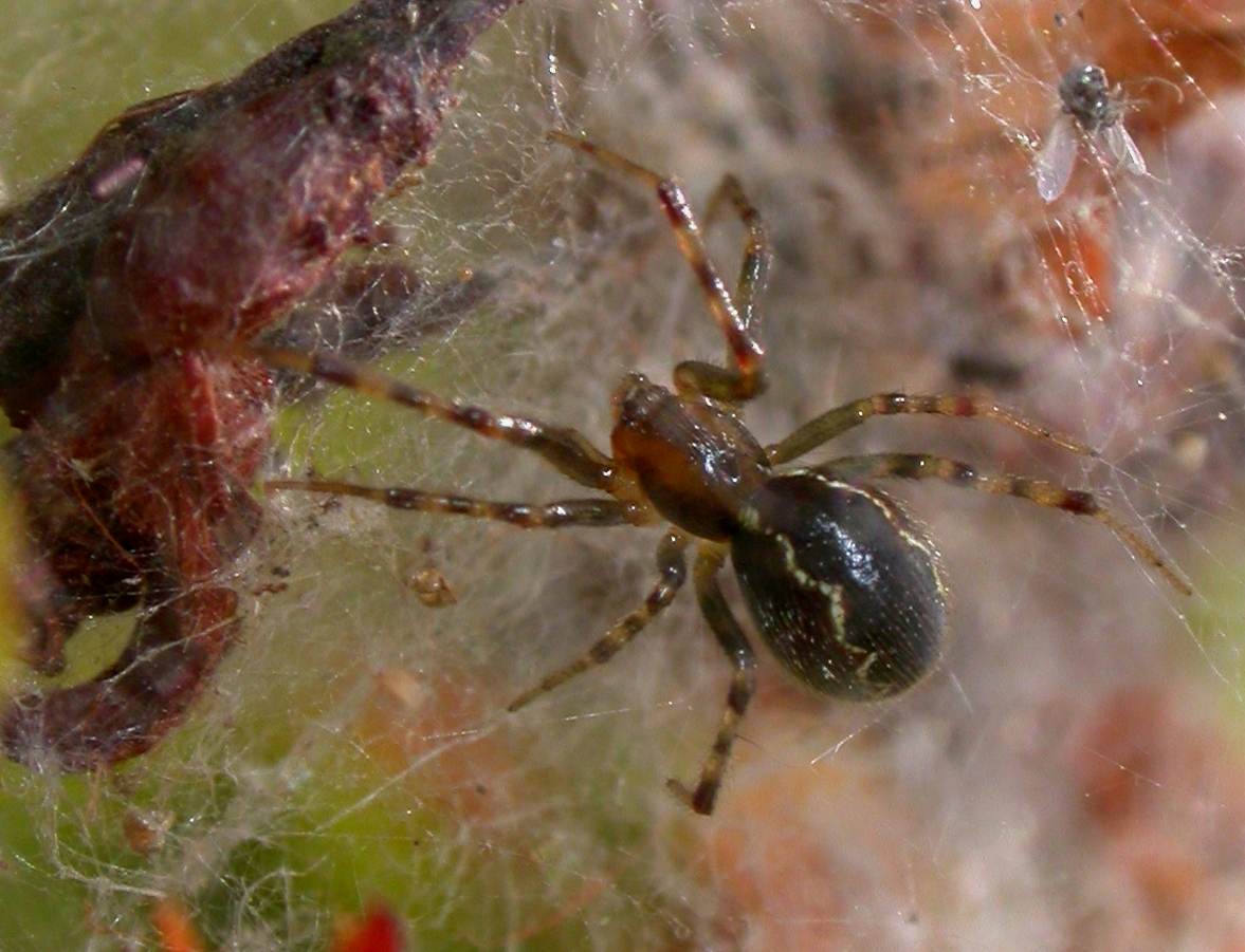 L'anelosimus eximus, espèce d'araignée est présent dans la jungle papaïotte, araignée sociale.