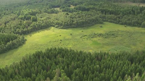 Clairière del bosco en Oranie.