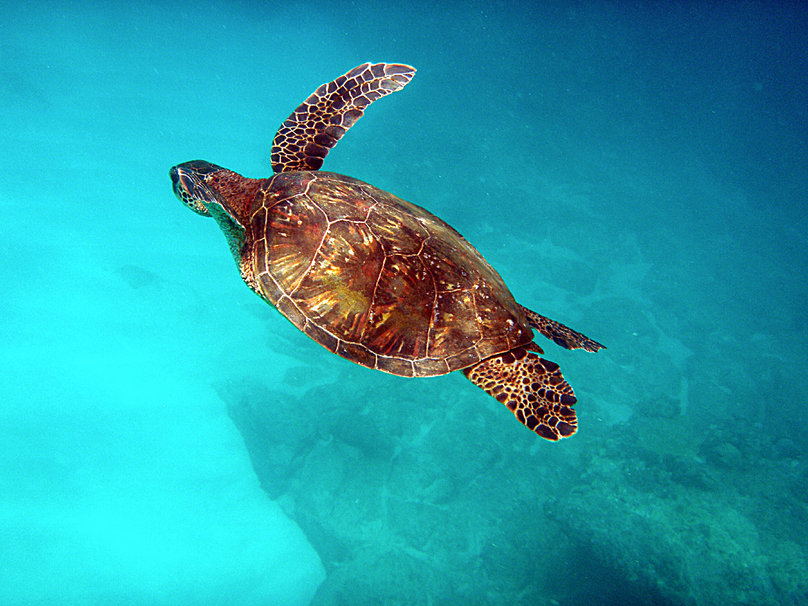 La tortue de mer papaïotte, présente sur toute les côtes.