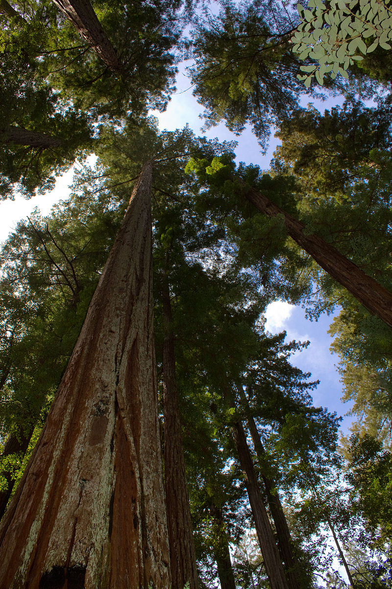Sequoia dans une forêt de l'étage montagnard.