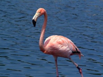 Le flamant rose est présent sur toutes les côtes papaïottes.