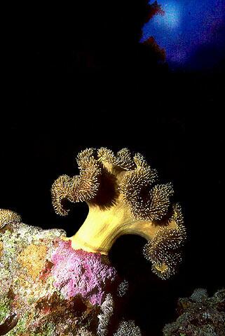 Sarcophyton, corail mou présent dans la barrière de corail.
