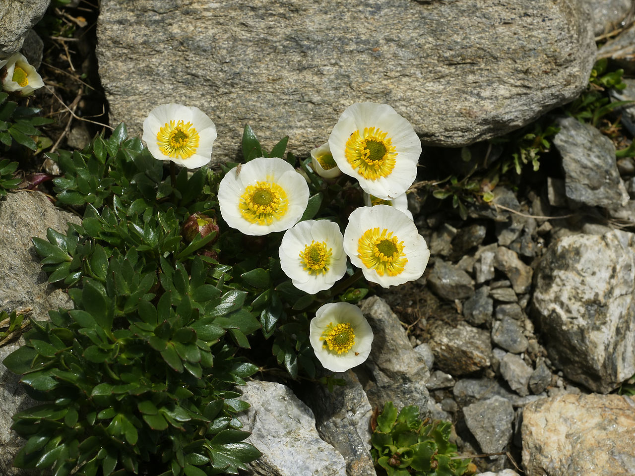 Renoncule des glaciers de l'étage nival.