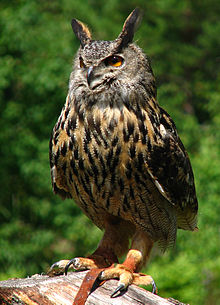 Hibou Grand Duc.