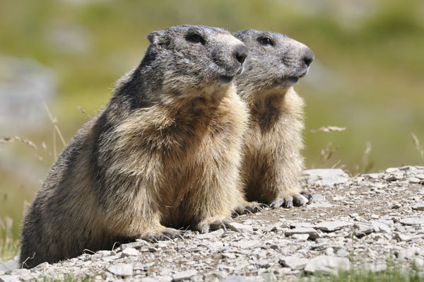 Couple de marmotte dans les alpages.
