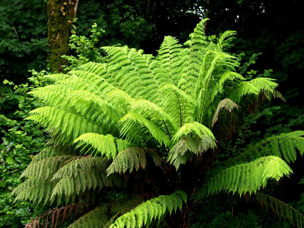 Une fougère arborescente dans la Grande Forêt de conifères de Scrinder.