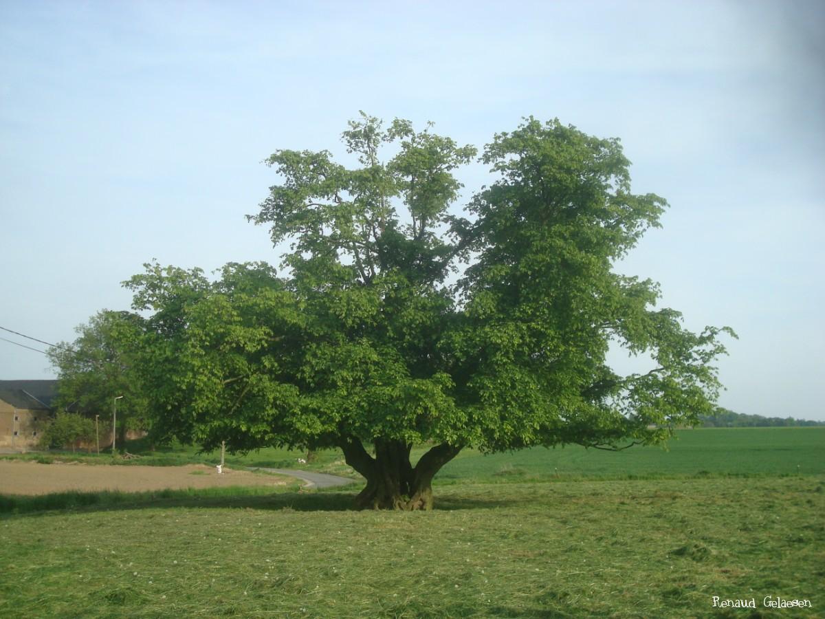 Charme lewslandais