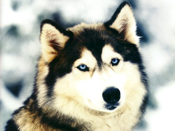 Raclette , le chien loup mascotte
