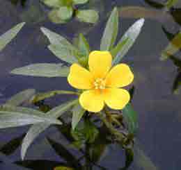 Jussié, ludwigia peploïde