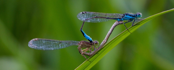 Accouplement de libellule bleue Ulurienne.
