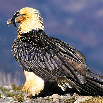 Vautour de Muffat.