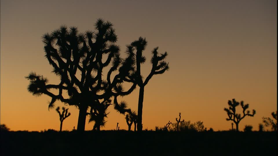 Arbre de Joshua, LLanura del Sol