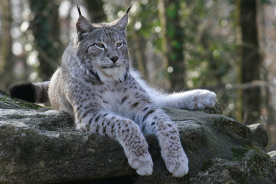 Lynx.