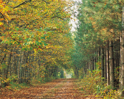 Chemin forestier dans la Forêt de Génésie.