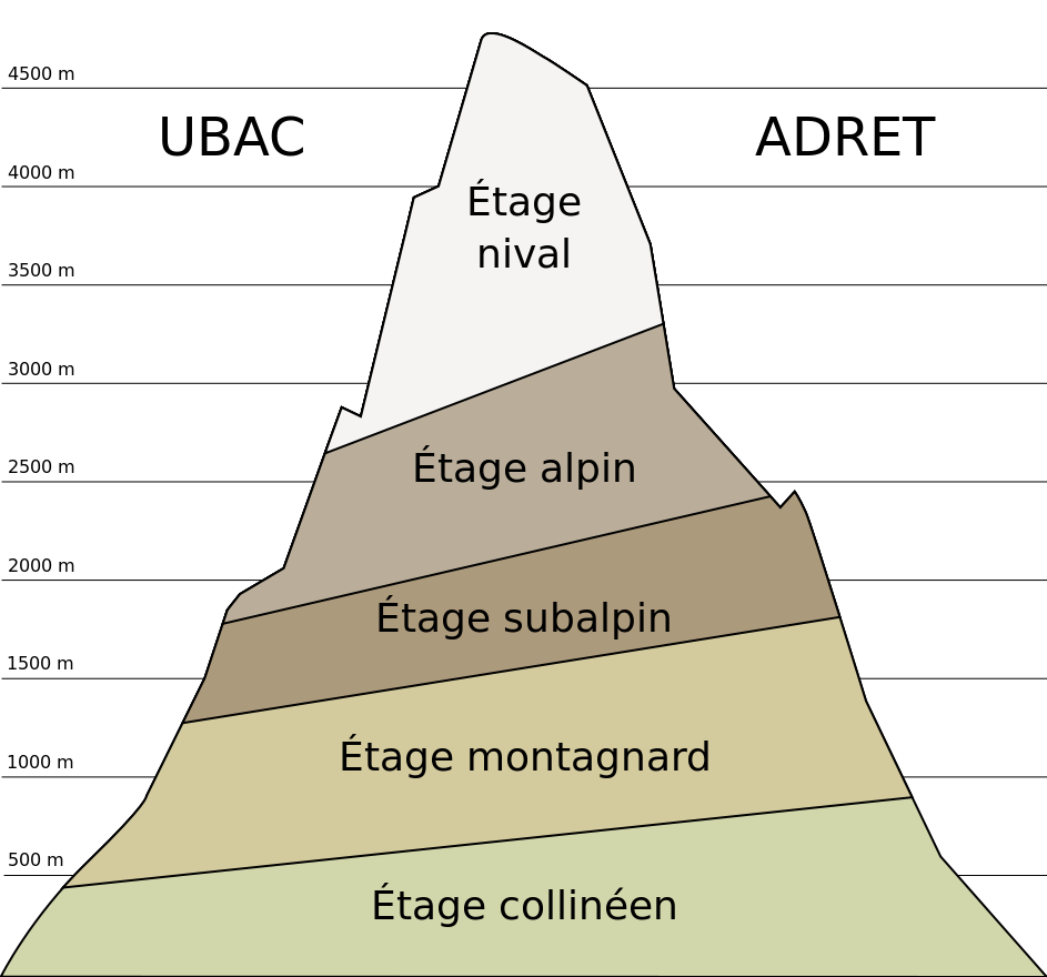 Etages altitudinaux de la flore montagnarde.