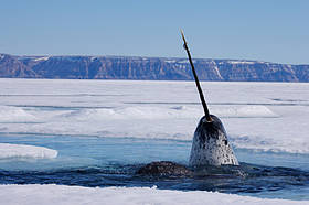 Narval dans l'Océan Arctique